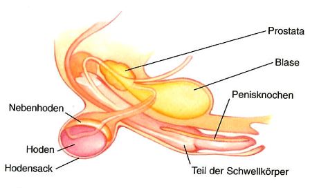 Anatomie des Geschlechtsorgans des Rüden
